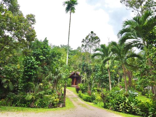 a path through the jungle with a palm tree at Baan Pak Rim Kuaen Resort in Ratchaprapha