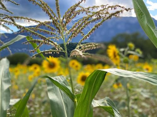 a field of sunflowers with a mountain in the background at Hotel Christin in Ora/Auer