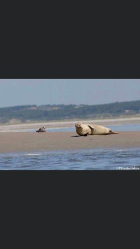 a seal laying on the beach next to the water at Escale beauté le Crotoy in Le Crotoy