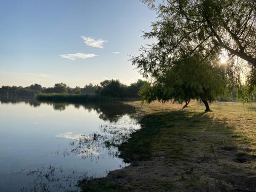 a tree sitting next to a body of water at Alojamiento LA DUQUESITA in Alba de Tormes