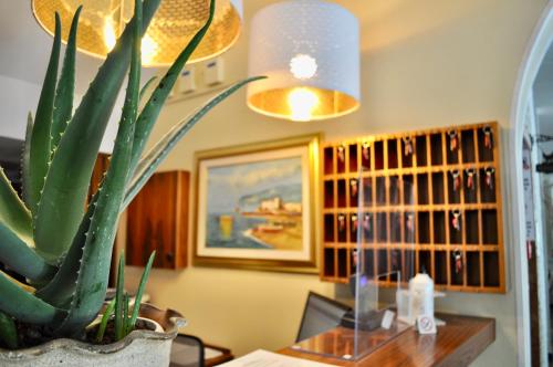eine Topfpflanze auf einem Tisch in einem Raum in der Unterkunft Hotel Corallo Garnì in Cattolica