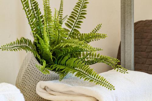 a green plant sitting on a chair in front of a mirror at B&B IL Cammino in Lanciano