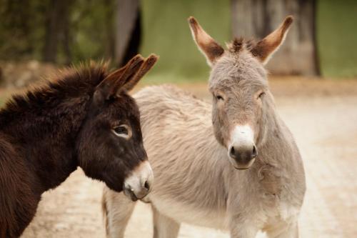 a brown donkey standing next to a white donkey at Erlebnisgastronomie Lochmuhle in Eigeltingen