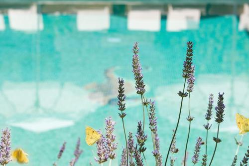 
a body of water filled with lots of blue and yellow flowers at Hotel Apartament Sa Tanqueta De Fornalutx - Adults Only in Fornalutx
