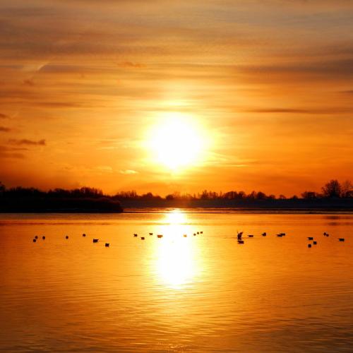 a group of ducks in the water at sunset at Wherry Hotel in Lowestoft