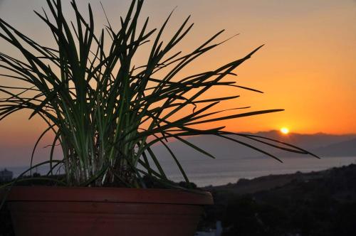 uma planta em um potenciômetro com o pôr do sol no fundo em Villa Sofita em Pitsídia