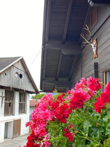 a bunch of red flowers in front of a house at Ferienwohnung Dolomiten in Nußdorf