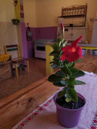 Η κουζίνα ή μικρή κουζίνα στο Hostel Tiradentes