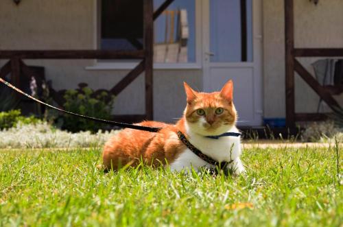 um gato laranja e branco numa trela na relva em Три кошки em Chornomorsk