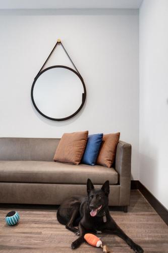 a black dog laying on the floor in front of a couch at Ayres Hotel Vista Carlsbad in Vista