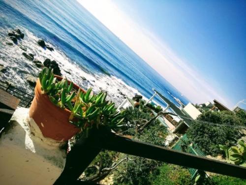 une plante en pot assise sur une balustrade près de la plage dans l'établissement SWEET Castiglioncello HOME, à Castiglioncello