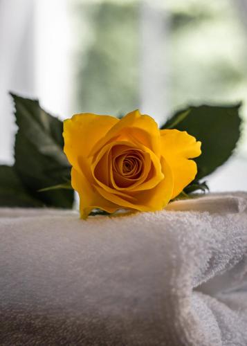 a yellow rose sitting on top of a towel at Scotia House - Beautifully Presented Accommodation in Harrogate