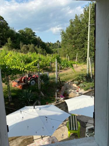 a view of a garden through an open window at Casa Vacanze Gli Allori in Venarotta