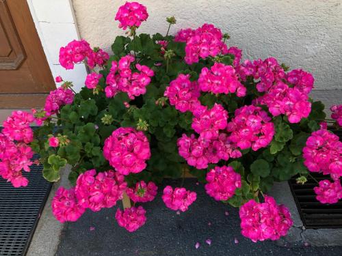 a bunch of pink flowers in front of a door at Pension Millinger in Sankt Martin bei Lofer