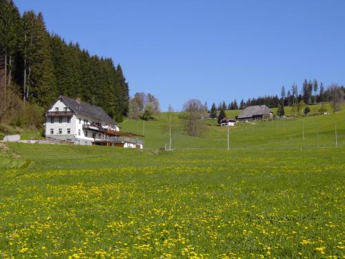 a field of yellow flowers in front of a house at Gasthaus Pension Donishäusle in Titisee-Neustadt