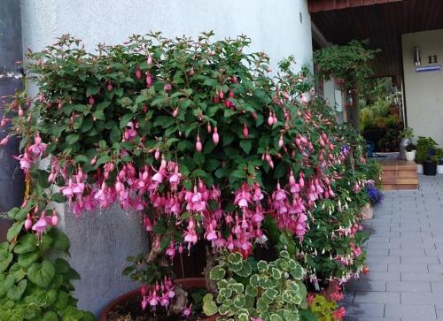 a bunch of pink flowers on a wall at Obere Ferienwohnung Asshoff zwischen Odenwald, Taubertal und Bauland in Berolzheim