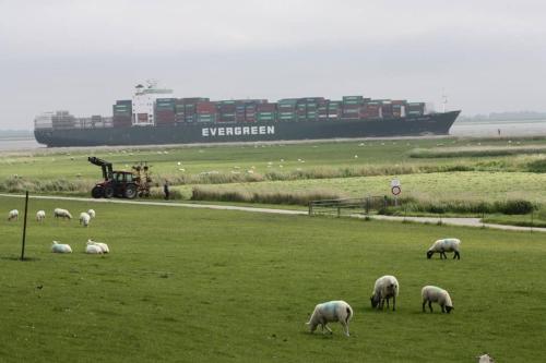 a herd of sheep grazing in a field with a ship at Grosses und gemütliches Landhaus in Sankt Margarethen