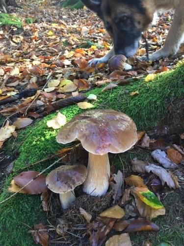 a dog is standing next to a group of mushrooms at Waldnest Odenwald in Wald-Michelbach