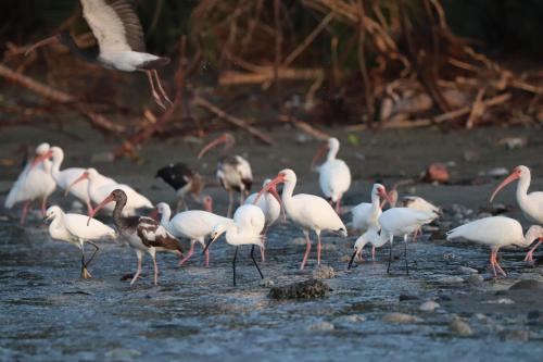 a flock of white birds walking in the water at Four Monkeys Eco Lodge Jungle & Beach - The House in Cabo Matapalo