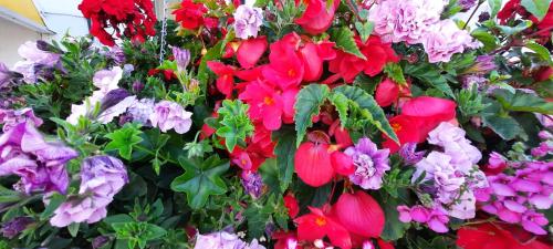 a bunch of pink and purple flowers on a wall at Dolphins Hotel in Bournemouth