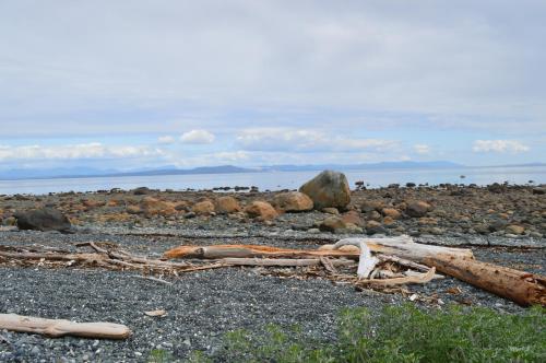 a pile of driftwood on a rocky beach at Estuary House Reflexology B&B in Courtenay