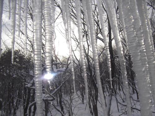 a group of trees in the snow with a light at Pension Green Lake in Gujo