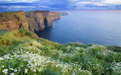 a field of flowers on a cliff next to the ocean at Griffin Lodge Guesthouse in Galway