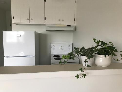 a kitchen with white appliances and two potted plants at Banbridge Inn in Charlottetown