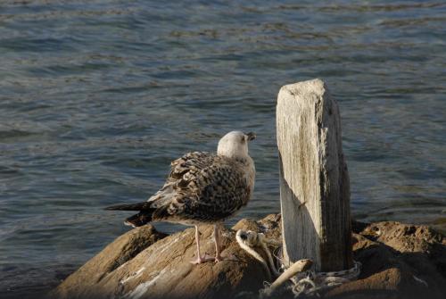 a bird sitting on a post next to the water at Bella Vista in Batsi
