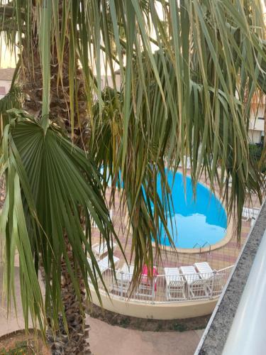 un palmier à côté d'une piscine dans l'établissement Résidence mayflower, au Grau-du-Roi