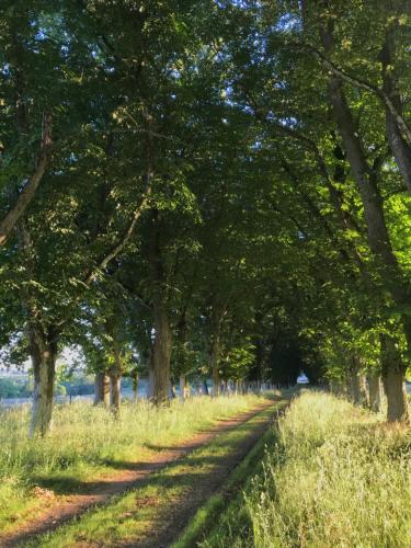 un chemin de terre avec des arbres de chaque côté dans l'établissement Chateau De Piedouault, à Jallais