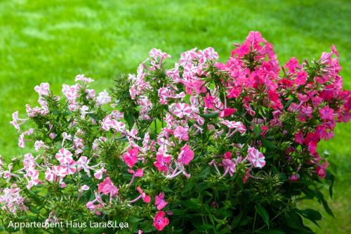 a bunch of pink flowers in a garden at Appartement Lara & Lea in Zell am Ziller