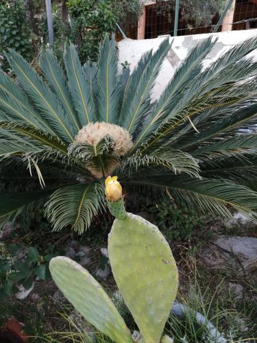 a plant with a pineapple on top of it at Il Melicucco in Furci Siculo