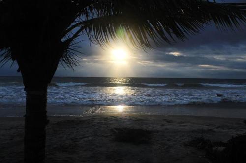 a beach with a palm tree and the ocean at Seaside Garden Ecolodge Mompiche in Mompiche