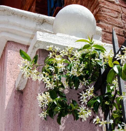a plant on the side of a wall with white flowers at El 8 de Serranos - 1º - Casa con garaje in León