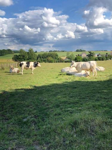 a group of cows laying and standing in a field at ferme pedagogique des pennetieres in Montcorbon