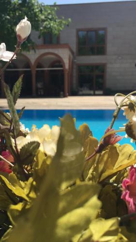 a bunch of flowers in front of a pool at SUNOLUS VINEYARDHOUSe in Kayseri