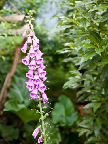 a bunch of pink flowers on a plant at Andelomi Forest Lodge in Stormsrivier