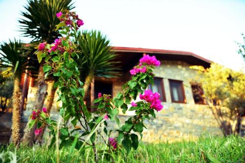 Gallery image of Pir Efes Konakları in Izmir