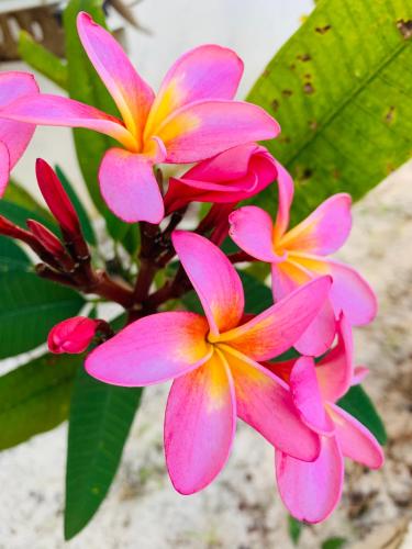 a group of pink flowers on a plant at Zava Nungwi in Nungwi