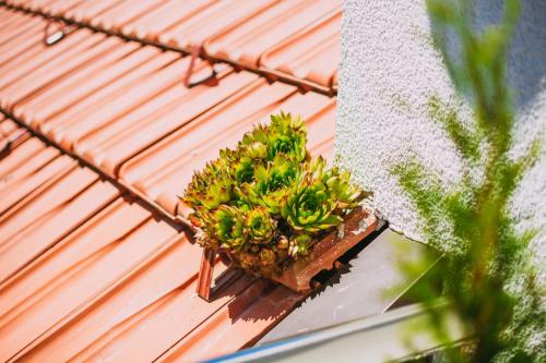 a small plant on the side of a building at Apartmani Markešić Ramsko jezero in Prozor