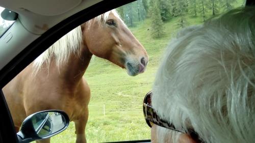 a horse looking out the window of a car at Landhaus Tirol in Presseggersee