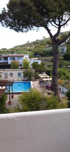 a view of a yard with a tree and a pool at Residence Villa Olivia in Ischia