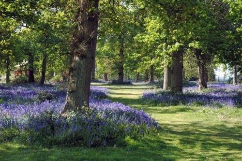a forest of trees with purple flowers in a park at Northlands Farm Superior Chalet 2 in Chichester