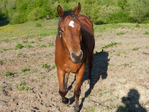 a brown horse is walking in a field at Everland in Varsi