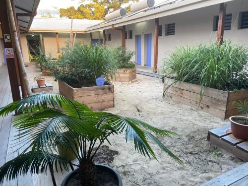 a palm tree in a courtyard with potted plants at Auberge de Poé in Bourail