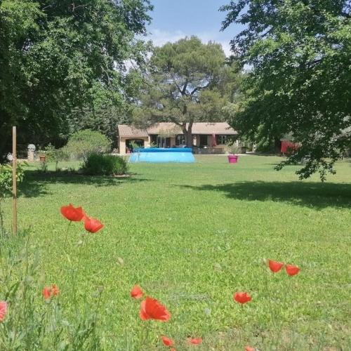un champ de fleurs rouges dans l'herbe dans l'établissement Chez Titi, à Mornas