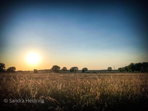 a field of tall grass with the sun in the sky at Studio Les Pourettes in Feusines