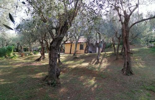 a house in the middle of a field with trees at Casina Versilia in Pietrasanta