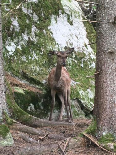 Tiere in der Ferienwohnung oder in der Nähe